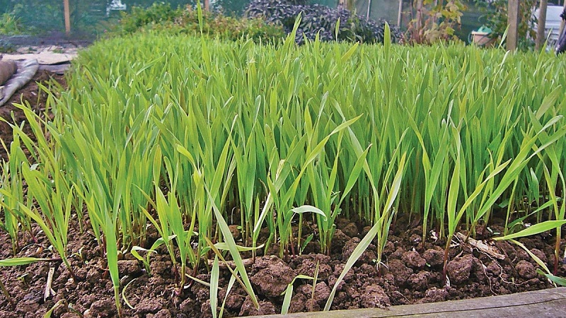 Why rye is good, how green manure is in the fall and how to plant it correctly