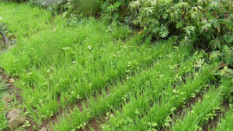 Why rye is good, how green manure is in the fall and how to plant it correctly