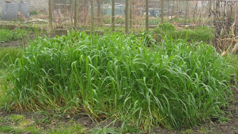 Why rye is good, how green manure is in the fall and how to plant it correctly