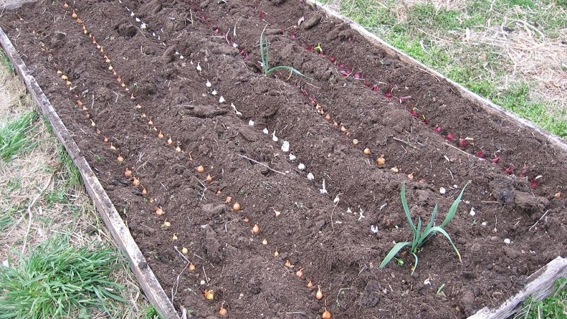 Choosing how to cover the onion for the winter from frost and studying the nuances of the process