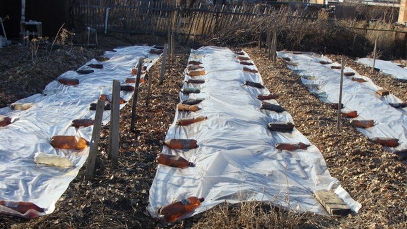 Choosing how to cover the onion for the winter from frost and studying the nuances of the process
