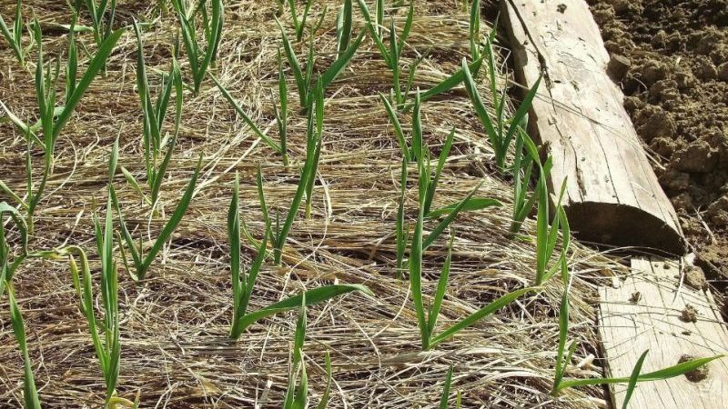 Choosing how to cover the onion for the winter from frost and studying the nuances of the process