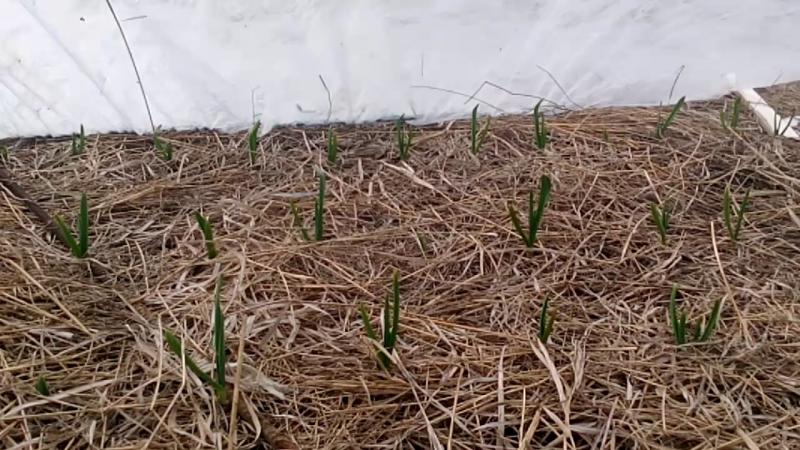 Choosing how to cover the onion for the winter from frost and studying the nuances of the process