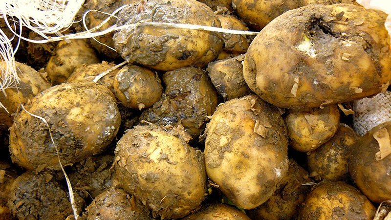 What to do if potatoes rot in the cellar, why this happens and how to prevent the problem