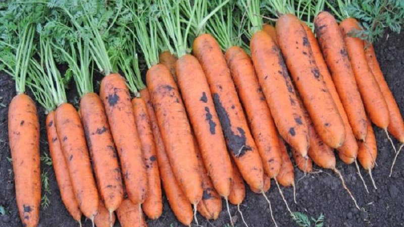 What carrots Vita Long and Bangor F1 have in common