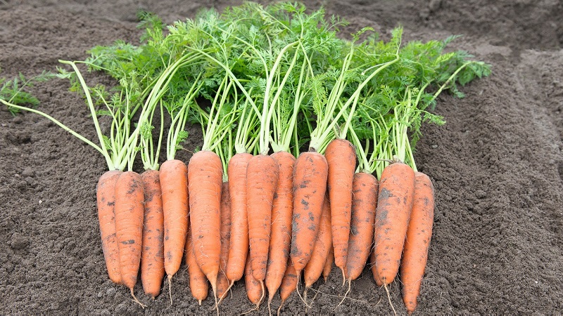 What carrots Vita Long and Bangor F1 have in common
