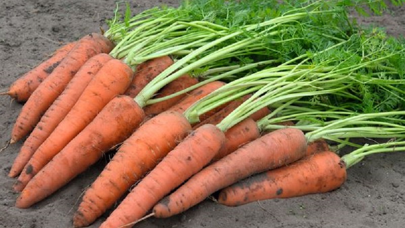 What carrots Vita Long and Bangor F1 have in common