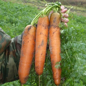 What carrots Vita Long and Bangor F1 have in common