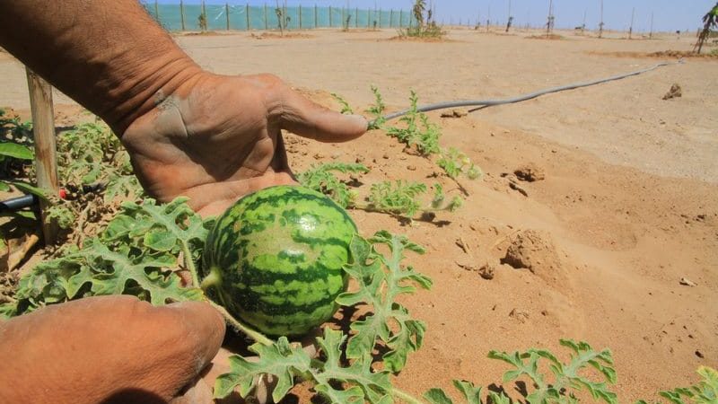 What is a watermelon: what family the fruits belong to, what are they and how are they useful?