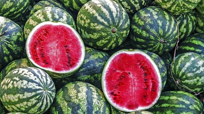 What is a watermelon: what family the fruits belong to, what are they and how are they useful?