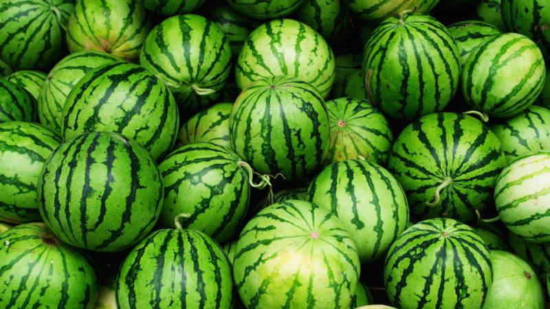 What is a watermelon: what family the fruits belong to, what are they and how are they useful?