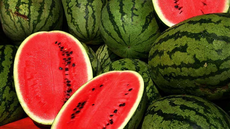 What is a watermelon: what family the fruits belong to, what are they and how are they useful?