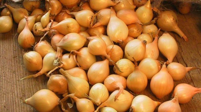 An early, high-yielding hybrid of Cupido onions for greenhouse and outdoor cultivation