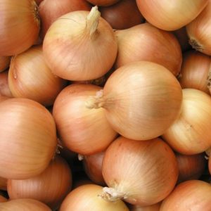 An early, high-yielding hybrid of Cupido onions for greenhouse and outdoor cultivation