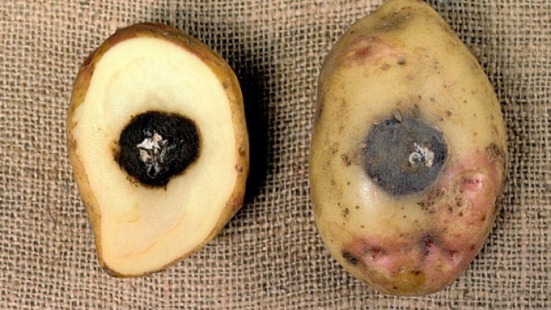 What to do if potatoes rot in the cellar, why this happens and how to prevent the problem