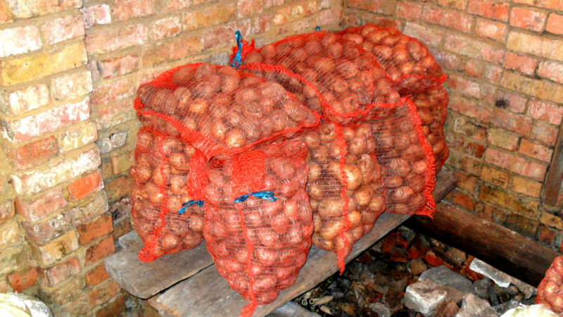 What to do if potatoes rot in the cellar, why this happens and how to prevent the problem