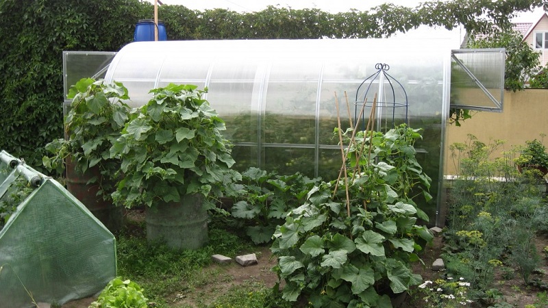 Characteristics of bush cucumbers and cultivation features