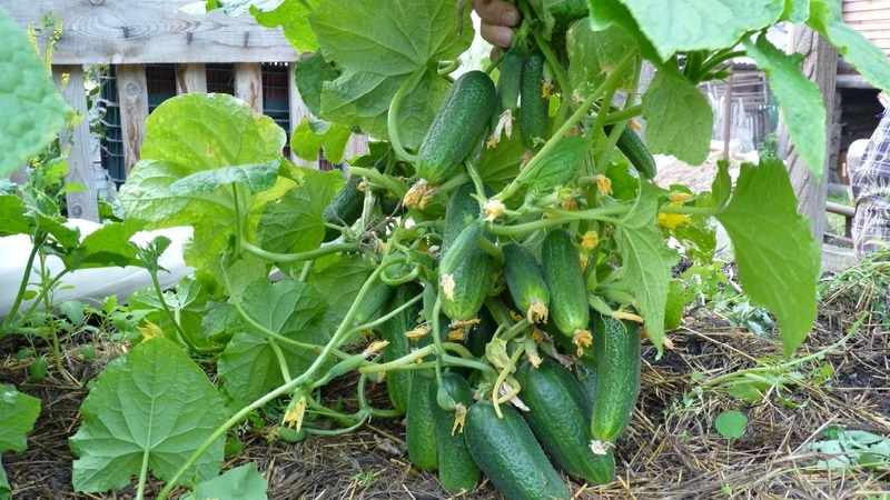 How to pinch cucumbers in a greenhouse correctly: rules of care from planting to harvest