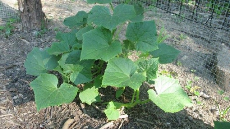 Characteristics of bush cucumbers and cultivation features