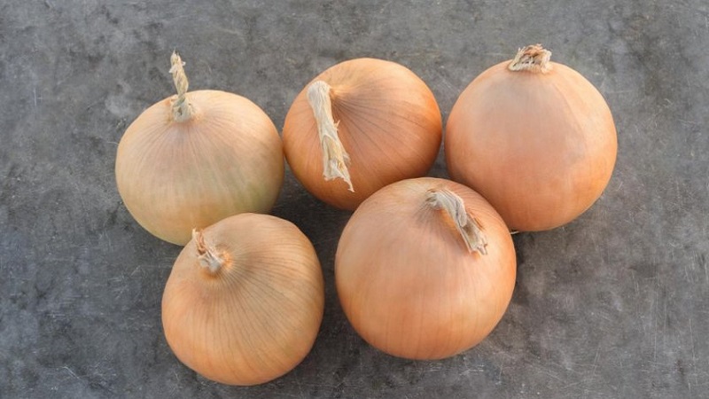 Cold-resistant onion variety Radar for planting before winter