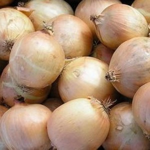Cold-resistant onion variety Radar for planting before winter
