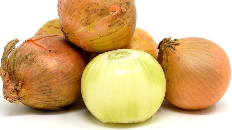 Cold-resistant onion variety Radar for planting before winter