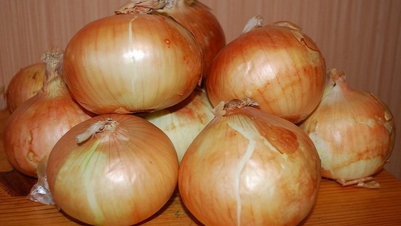 Cold-resistant onion variety Radar for planting before winter