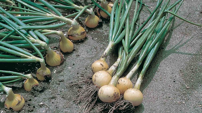 Cold-resistant onion variety Radar for planting before winter