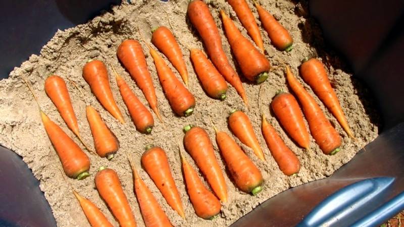 Advantages and disadvantages of storing carrots in the sand, step by step instructions