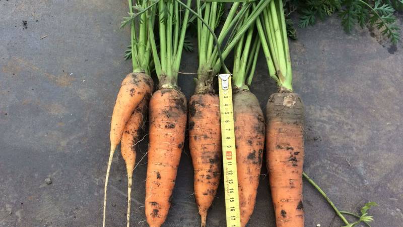 Advantages and disadvantages of storing carrots in the sand, step by step instructions