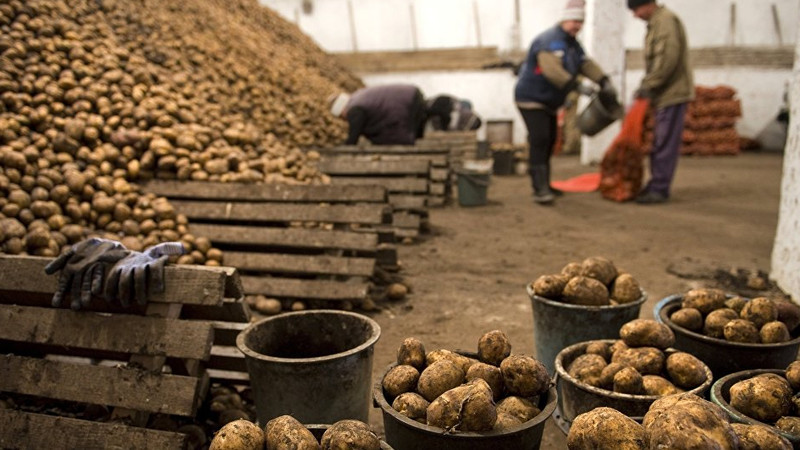 The nuances of storing potatoes in a vegetable store: how to create optimal conditions for the harvest
