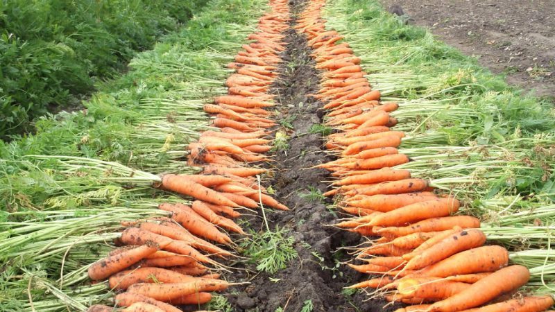 Instructions for growing carrots in the country for beginners