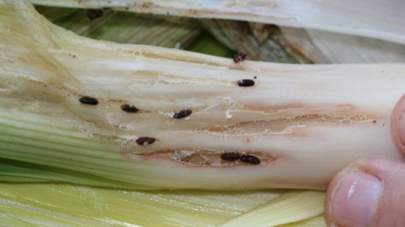How to get rid of onion gnats