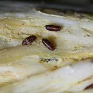 How to get rid of onion gnats