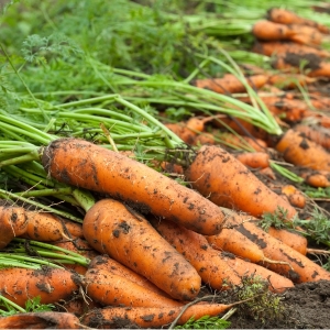 We preserve the harvest correctly: how to cut carrots for storage for the winter and why you need it
