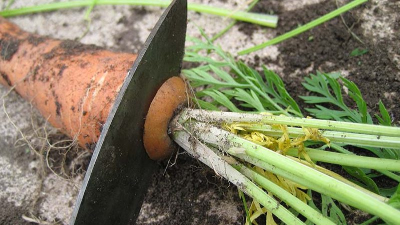 We preserve the harvest correctly: how to cut carrots for storage for the winter and why you need it