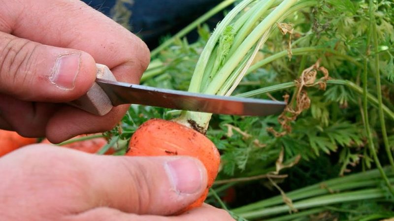 We preserve the harvest correctly: how to cut carrots for storage for the winter and why you need it