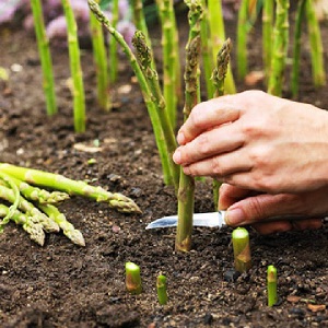 How to Prepare Asparagus for Winter: A Step-by-Step Guide to Preparing Your Beds in Fall