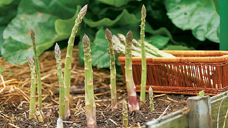 How to Prepare Asparagus for Winter: A Step-by-Step Guide to Preparing Your Beds in Fall