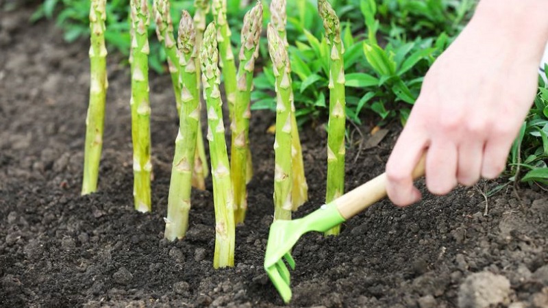 How to Prepare Asparagus for Winter: A Step-by-Step Guide to Preparing Your Beds in Fall