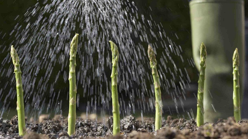 How to Prepare Asparagus for Winter: A Step-by-Step Guide to Preparing Your Beds in Fall