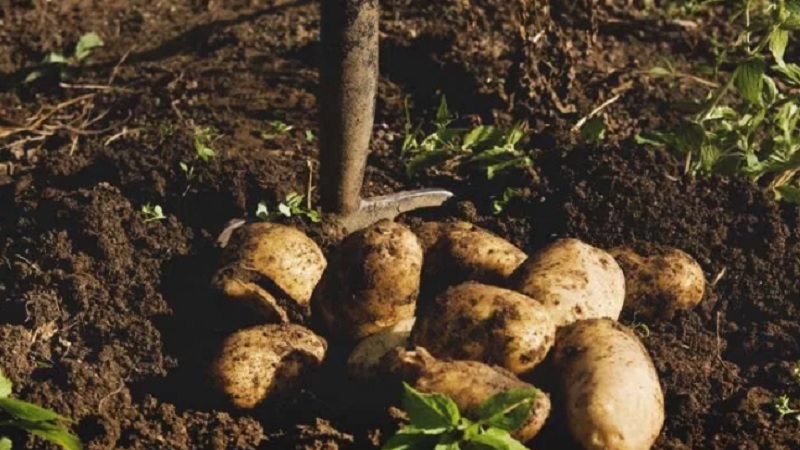How to properly store potatoes without a cellar in the ground until spring