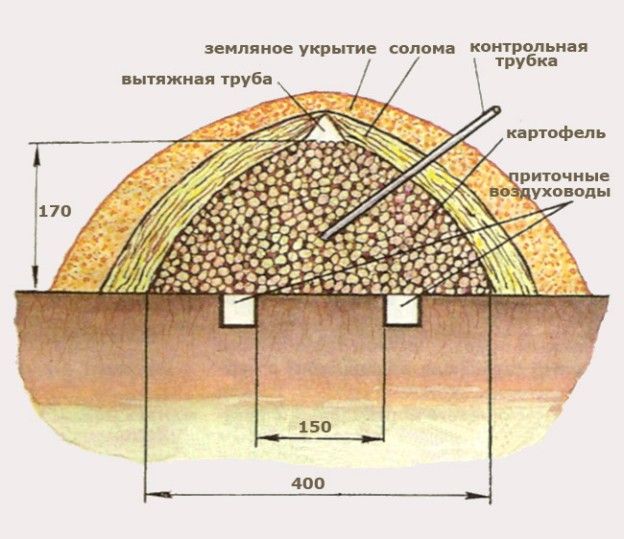 How to properly store potatoes without a cellar in the ground until spring