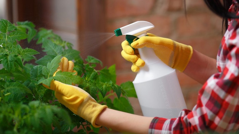 How to properly use milk, iodine and water for processing tomatoes and how it is useful