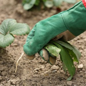 How to Apply Weed Killer Herbicides on Potatoes