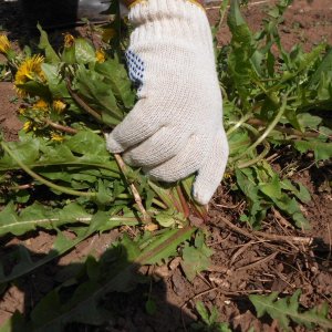 How to Apply Weed Killer Herbicides on Potatoes