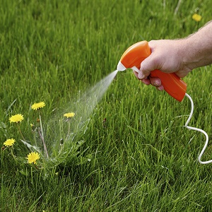 How to Apply Weed Killer Herbicides on Potatoes
