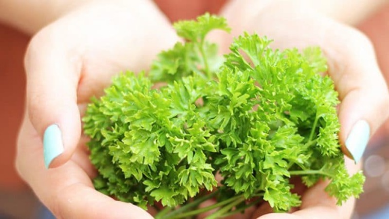 How to use parsley for edema