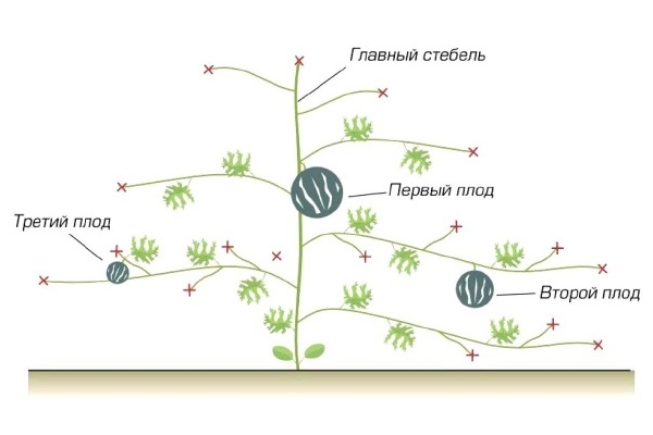 Step-by-step instructions for beginner gardeners: how to pinch watermelons in the open field