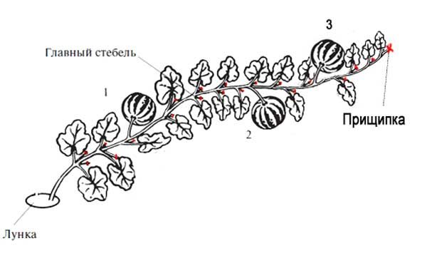 Step-by-step instructions for beginner gardeners: how to pinch watermelons in the open field